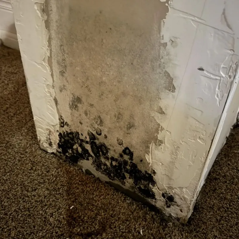 Professional Mold Removal in Georgetown, IN